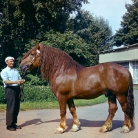 Picture of lithuanian heavy draught horse 