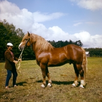 Picture of lithuanian heavy draught horse stallion