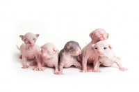 Picture of litter 1 week old Sphynx kittens