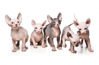 Picture of litter of 6 week old Sphynx kittens