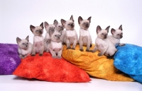 Picture of litter of 9 Siamese kittens