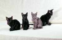 Picture of litter of four kittens, three havana, one lilac self 
