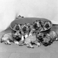 Picture of litter of keeshond puppies, from rhinevale, in and around dog bed