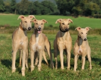 Picture of litter of sapling lurcher puppies