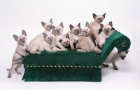 Picture of litter of siamese kittens