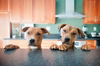 Picture of littermate brothers in kitchen