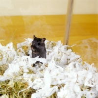 Picture of little black gerbil with shredded paper and hay bedding