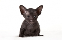 Picture of little black Peterbald kitten