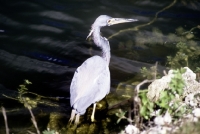Picture of little blue heron in the everglades, florida