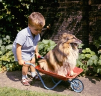 Picture of little boy pushing Shetland Sheepdog in a wheelbarrow