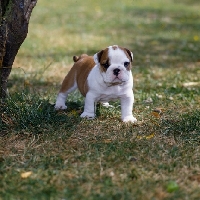 Picture of little bulldog puppy