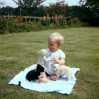 Picture of little child with three chihuahua puppies