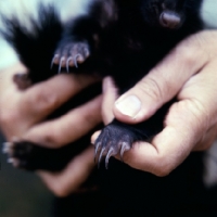 Picture of little claws of a skunk