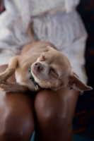 Picture of Little dog on owners lap, rolling over and smiling with eyes closed