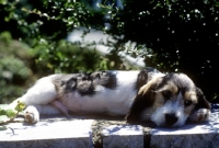 Picture of little dog resting 