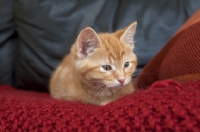 Picture of little ginger kitten on colourful red blanket
