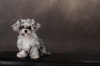 Picture of little grey dog against brown background