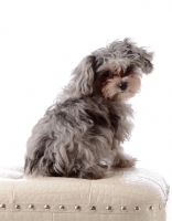 Picture of little grey dog sitting on cream seat