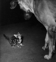 Picture of little kitten looking up at big dog