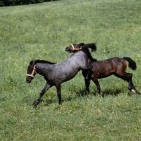 Picture of little lipizzaner colt foal kicking in play fight another at piber
