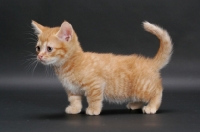 Picture of little male Red Mackerel Tabby Munchkin kitten