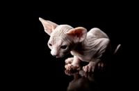 Picture of little sphynx kitten looking down