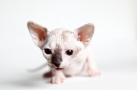 Picture of little sphynx kitten looking towards camera