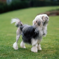 Picture of littlecourt akela, lowchen standing on short grass