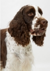 Picture of Liver & White English  Springer  Spaniel, Australian Champion portrait