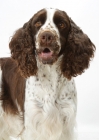 Picture of Liver & White English  Springer  Spaniel, Australian Champion portrait