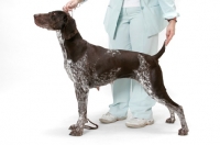 Picture of Liver & White Australian Gr. Champion German Pointer