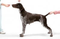 Picture of Liver & White Australian Gr. Champion German Pointer, posed