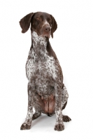 Picture of Liver & White Australian Gr. Champion German Pointer sitting on white background