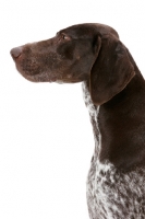 Picture of Liver & White Australian Gr. Champion German Pointer