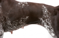 Picture of Liver & White German Pointer