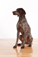 Picture of liver and white German Shorthaired Pointer sitting on wooden floor