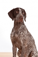 Picture of liver and white German Shorthaired Pointer 