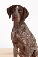 Picture of liver and white German Shorthaired Pointer 
