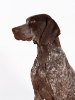 Picture of liver and white German Shorthaired Pointer portrait, side view
