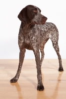 Picture of liver and white German Shorthaired Pointer standing on wooden floor