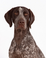 Picture of liver and white German Shorthaired Pointer portrait