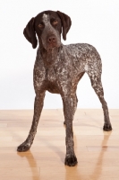 Picture of liver and white German Shorthaired Pointer standing on wooden floor