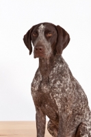 Picture of liver and white German Shorthaired Pointer standing on wooden floor