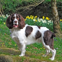 Picture of liver and white spaniel, daffodils