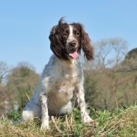 Picture of liver and white, working bred , english springer
