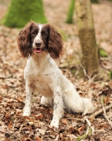 Picture of liver and white working bred