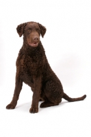 Picture of liver coloured Curly Coated Retriever sitting down