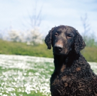 Picture of liver coloured Curly Coated Retriever