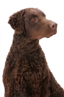 Picture of liver coloured Curly Coated Retriever