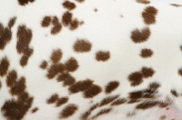 Picture of liver Dalmatian close up of coat